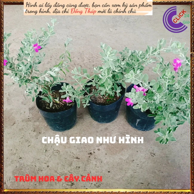 Tuyết Sơn Phi Hồ - Ảnh 9
