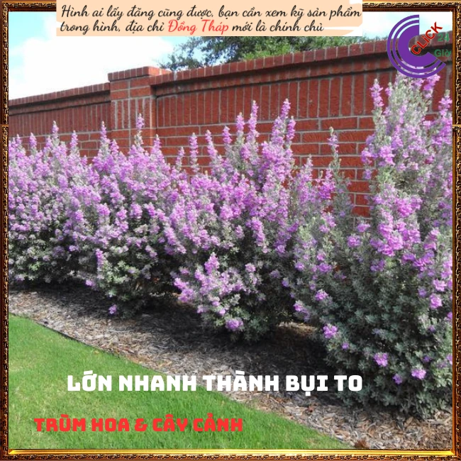Tuyết Sơn Phi Hồ - Ảnh 3
