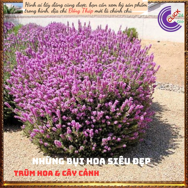 Tuyết Sơn Phi Hồ - Ảnh 4