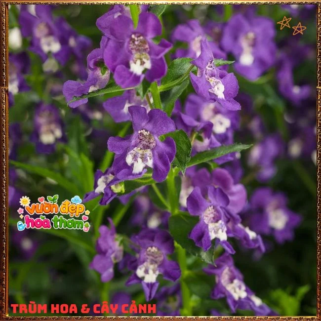 Hoa Ngọc Hân Màu Tím Đậm - Ảnh 2