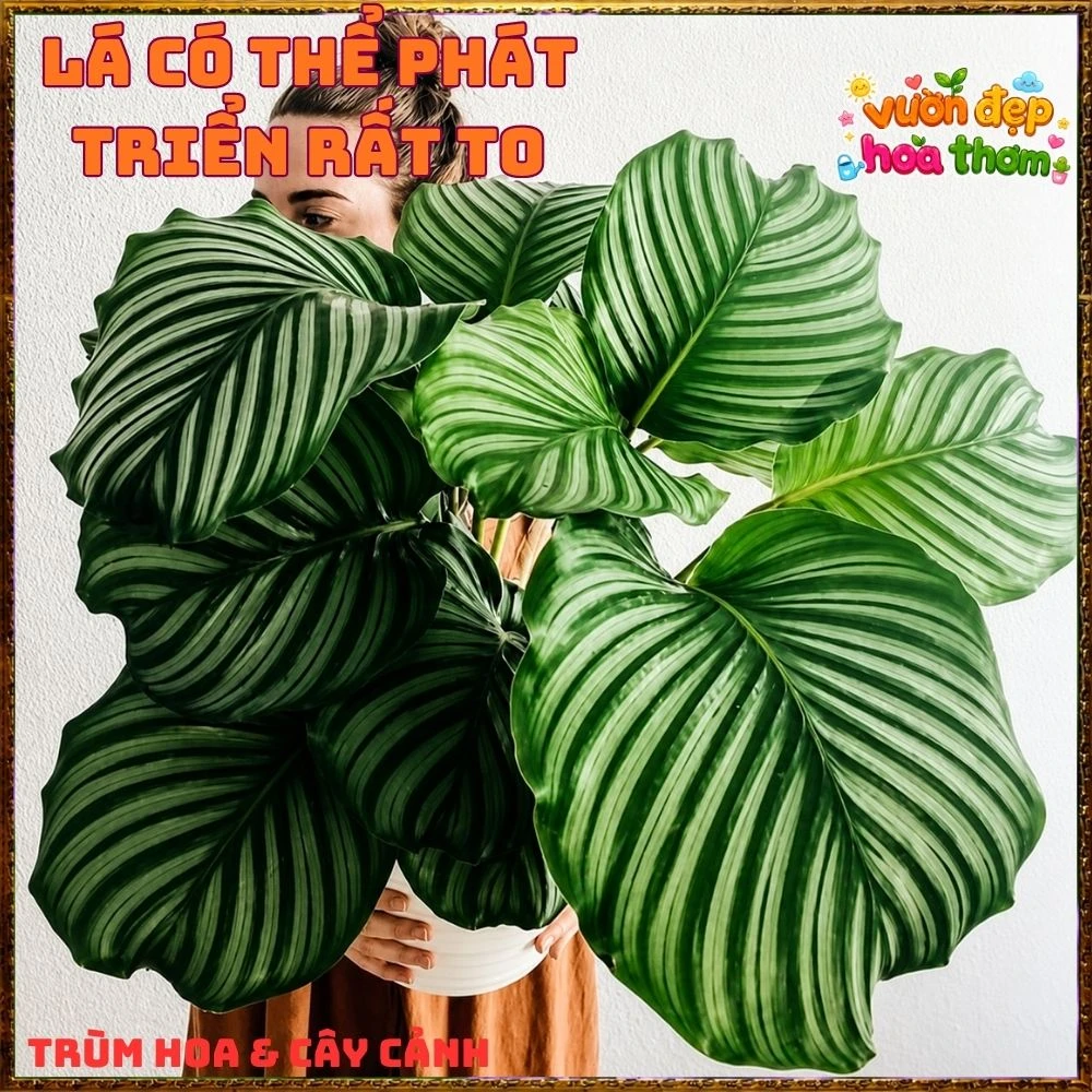 ĐUÔI CÔNG TÁO LÁ TO ẤN TƯỢNG, SANG TRỌNG TỪNG CHIẾC LÁ
