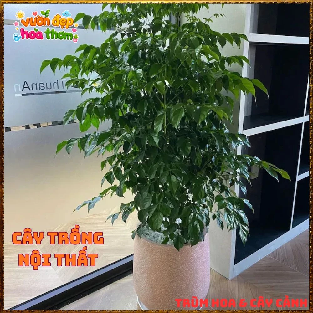 Cây Hạnh Phúc Trồng Trong Nhà Xanh Mượt Lọc Không Khí Tốt - Ảnh 2