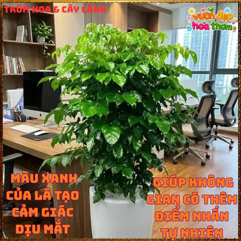 Cây Hạnh Phúc Trồng Trong Nhà Xanh Mượt Lọc Không Khí Tốt - Ảnh 4