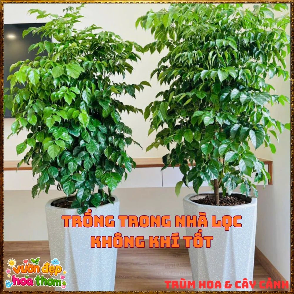 Cây Hạnh Phúc Trồng Trong Nhà Xanh Mượt Lọc Không Khí Tốt