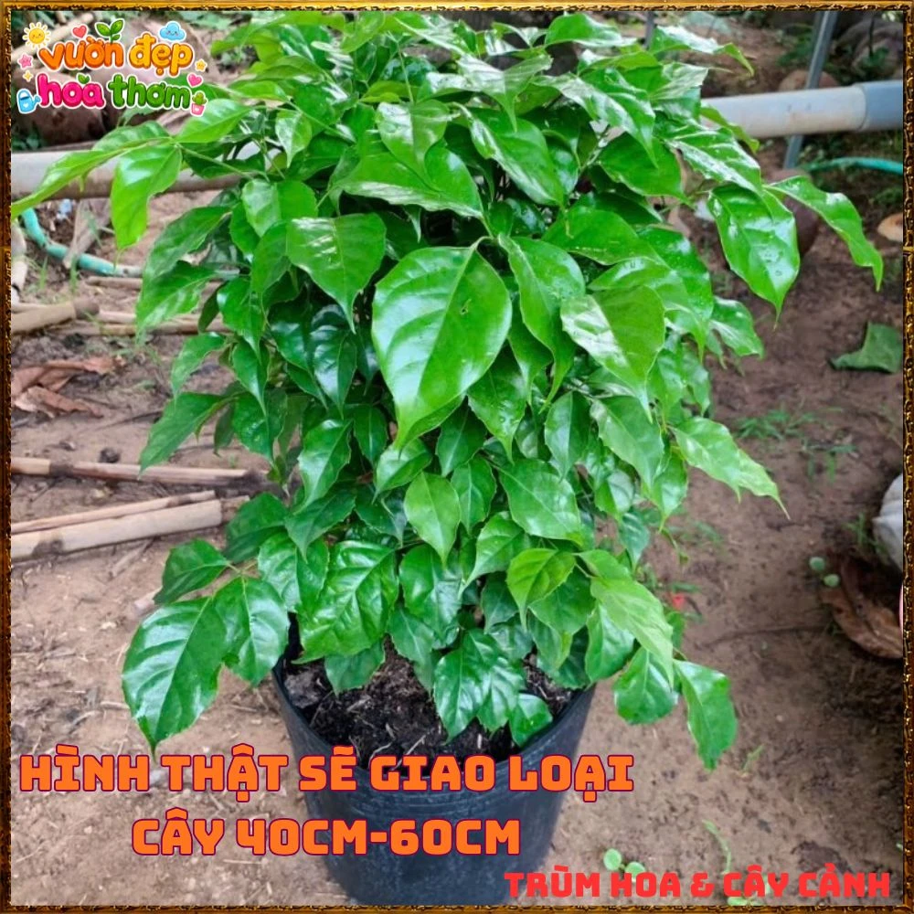 Cây Hạnh Phúc Trồng Trong Nhà Xanh Mượt Lọc Không Khí Tốt - Ảnh 5
