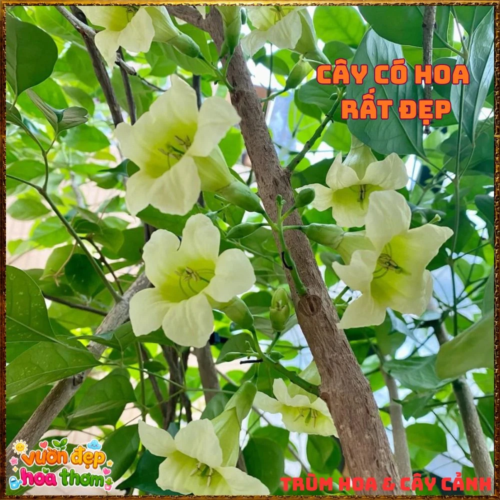Cây Hạnh Phúc Trồng Trong Nhà Xanh Mượt Lọc Không Khí Tốt - Ảnh 6