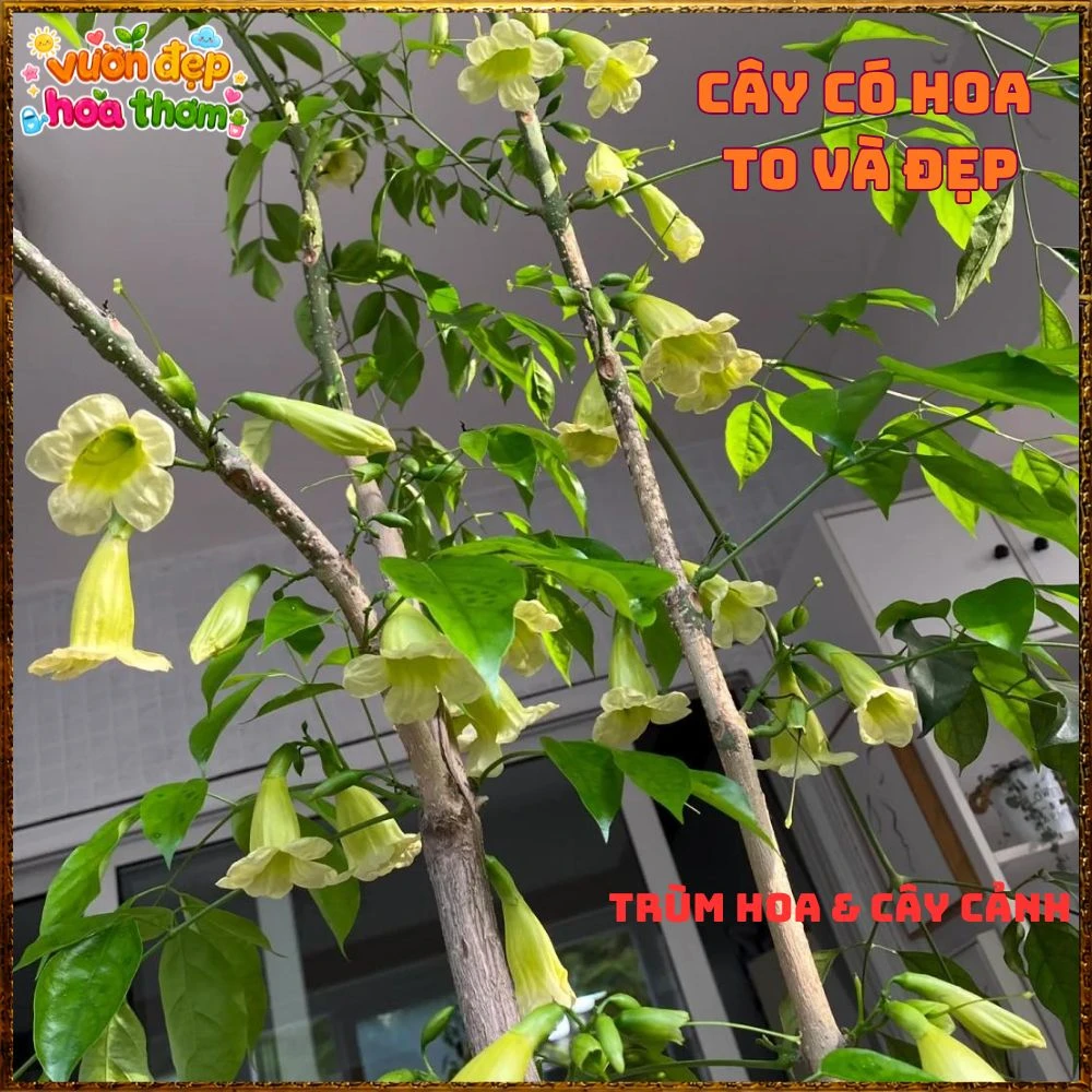 Cây Hạnh Phúc Trồng Trong Nhà Xanh Mượt Lọc Không Khí Tốt - Ảnh 7