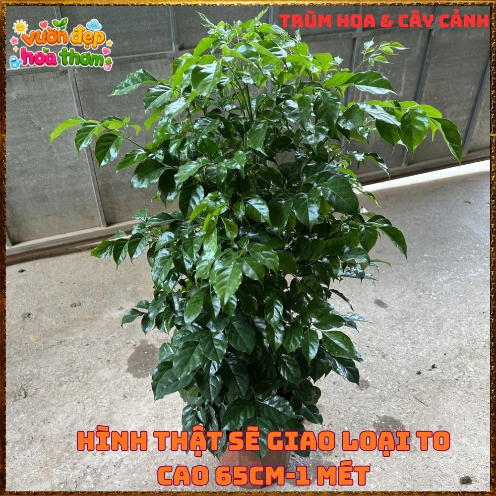 Cây Hạnh Phúc Trồng Trong Nhà Xanh Mượt Lọc Không Khí Tốt - Ảnh 8