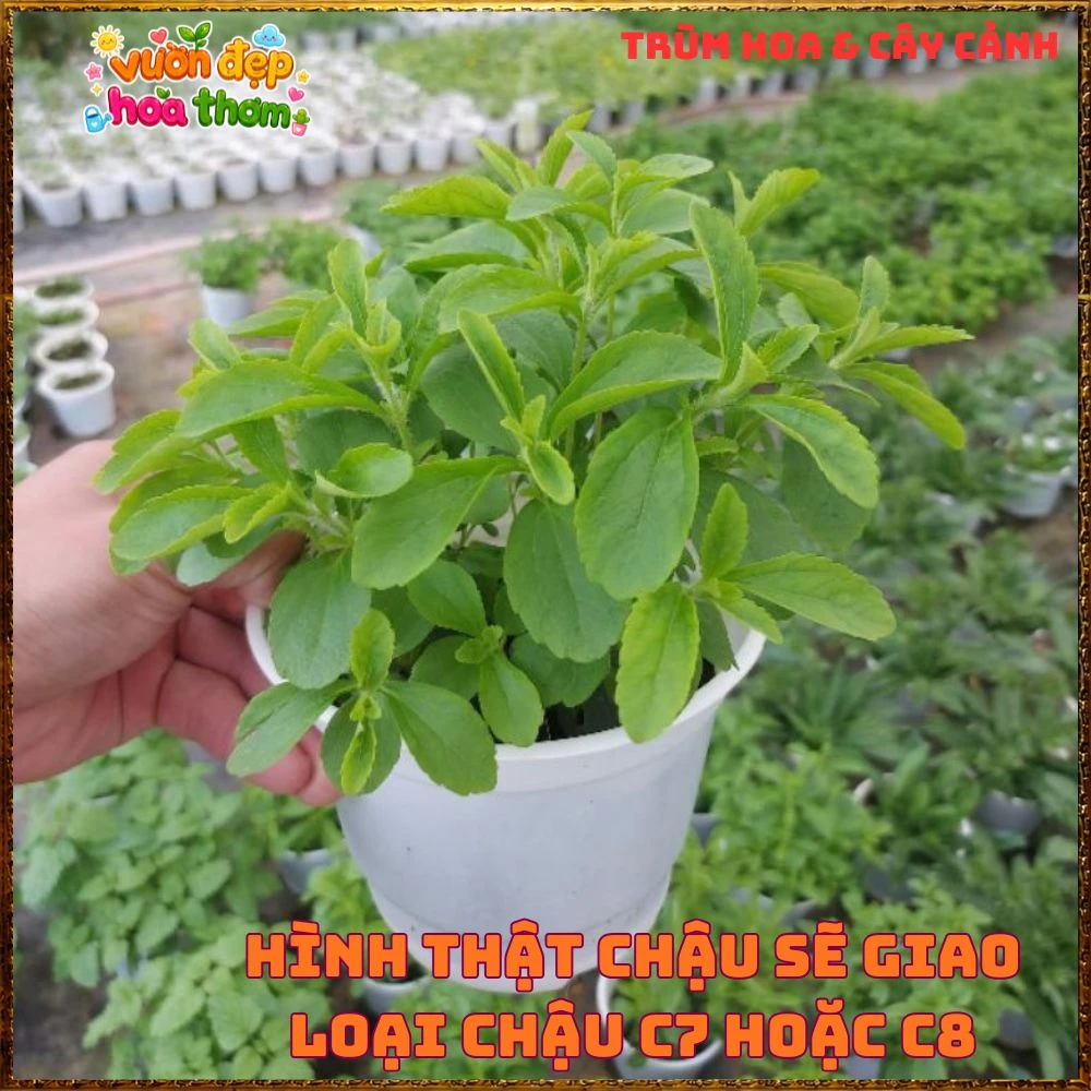 Cây Cỏ Ngọt Tạo Vị Ngọt Tự Nhiên Nhiều Công Dụng - Ảnh 10
