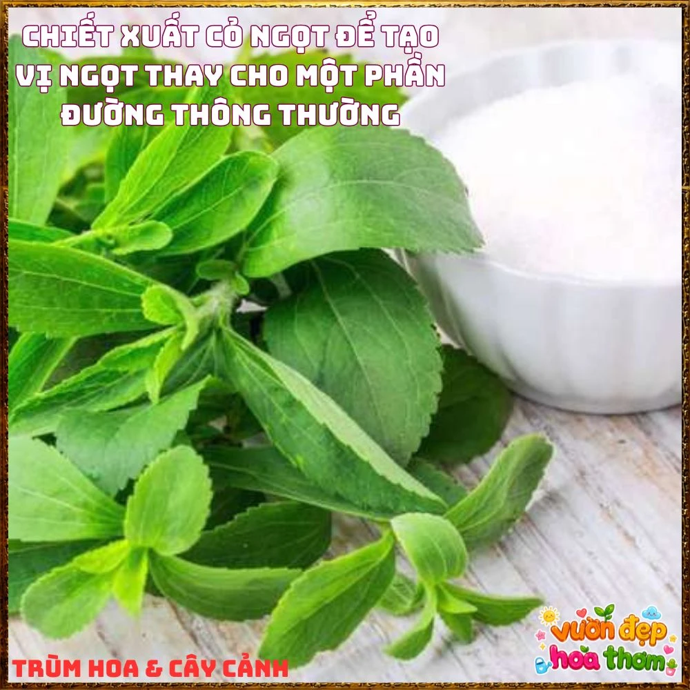 Cây Cỏ Ngọt Tạo Vị Ngọt Tự Nhiên Nhiều Công Dụng - Ảnh 11