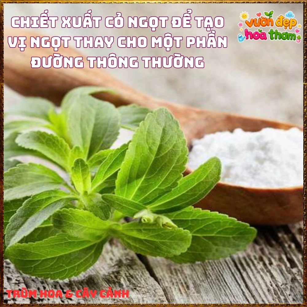 Cây Cỏ Ngọt Tạo Vị Ngọt Tự Nhiên Nhiều Công Dụng - Ảnh 12