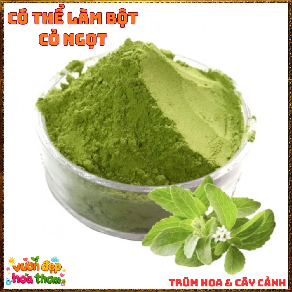 Cây Cỏ Ngọt Tạo Vị Ngọt Tự Nhiên Nhiều Công Dụng - Ảnh 13