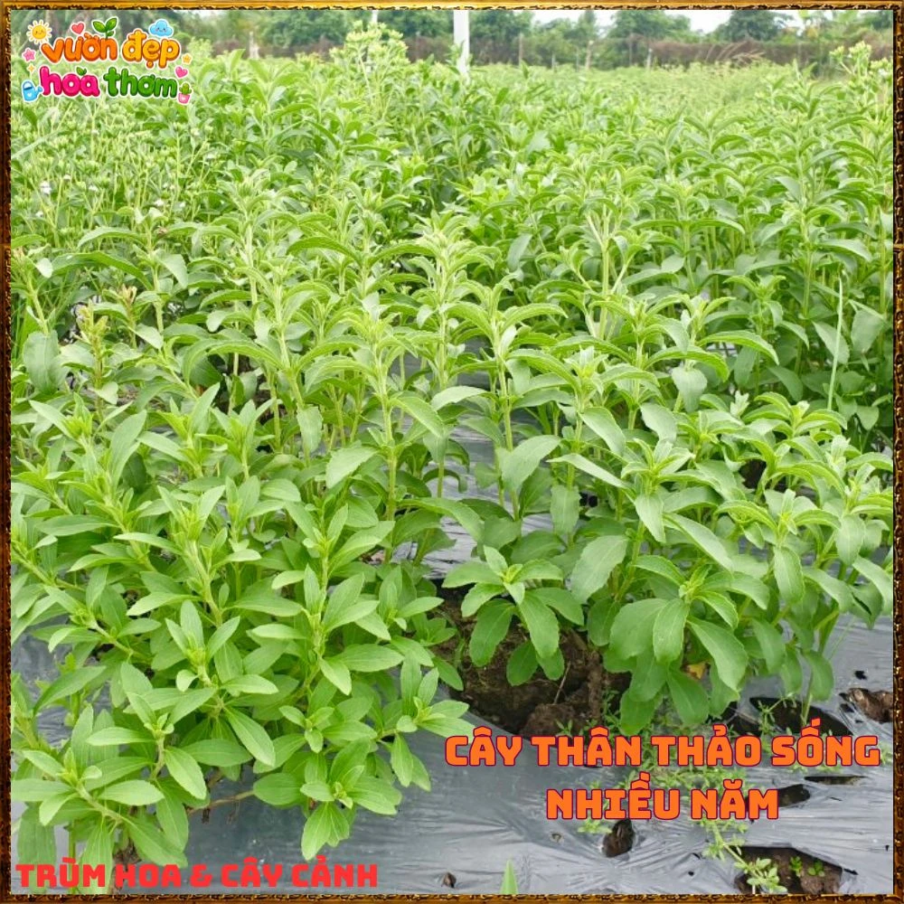 Cây Cỏ Ngọt Tạo Vị Ngọt Tự Nhiên Nhiều Công Dụng - Ảnh 14