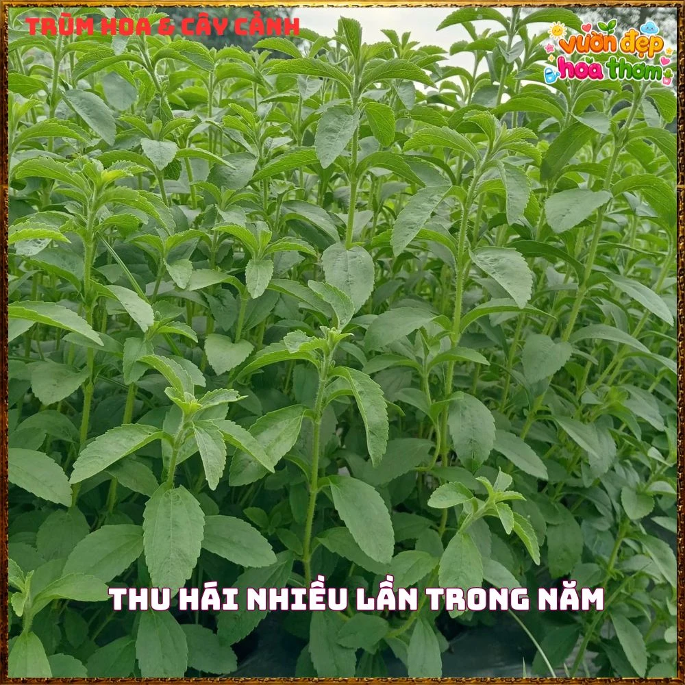 Cây Cỏ Ngọt Tạo Vị Ngọt Tự Nhiên Nhiều Công Dụng - Ảnh 16