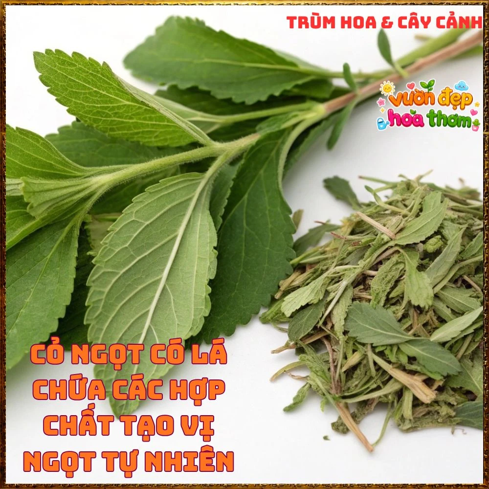 Cây Cỏ Ngọt Tạo Vị Ngọt Tự Nhiên Nhiều Công Dụng - Ảnh 17