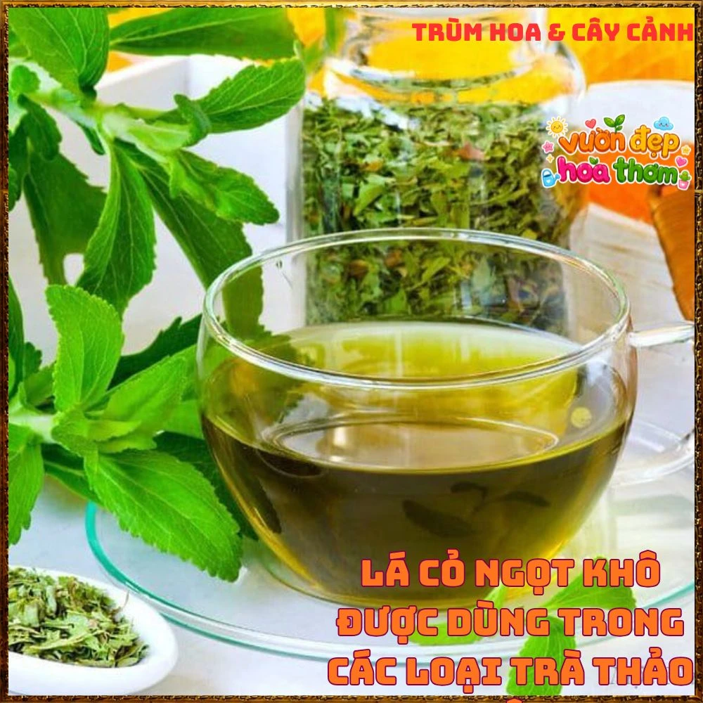 Cây Cỏ Ngọt Tạo Vị Ngọt Tự Nhiên Nhiều Công Dụng - Ảnh 2