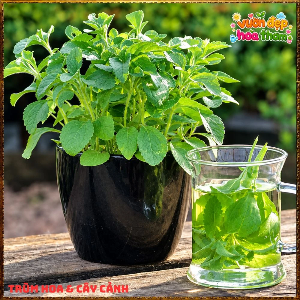 Cây Cỏ Ngọt Tạo Vị Ngọt Tự Nhiên Nhiều Công Dụng - Ảnh 5