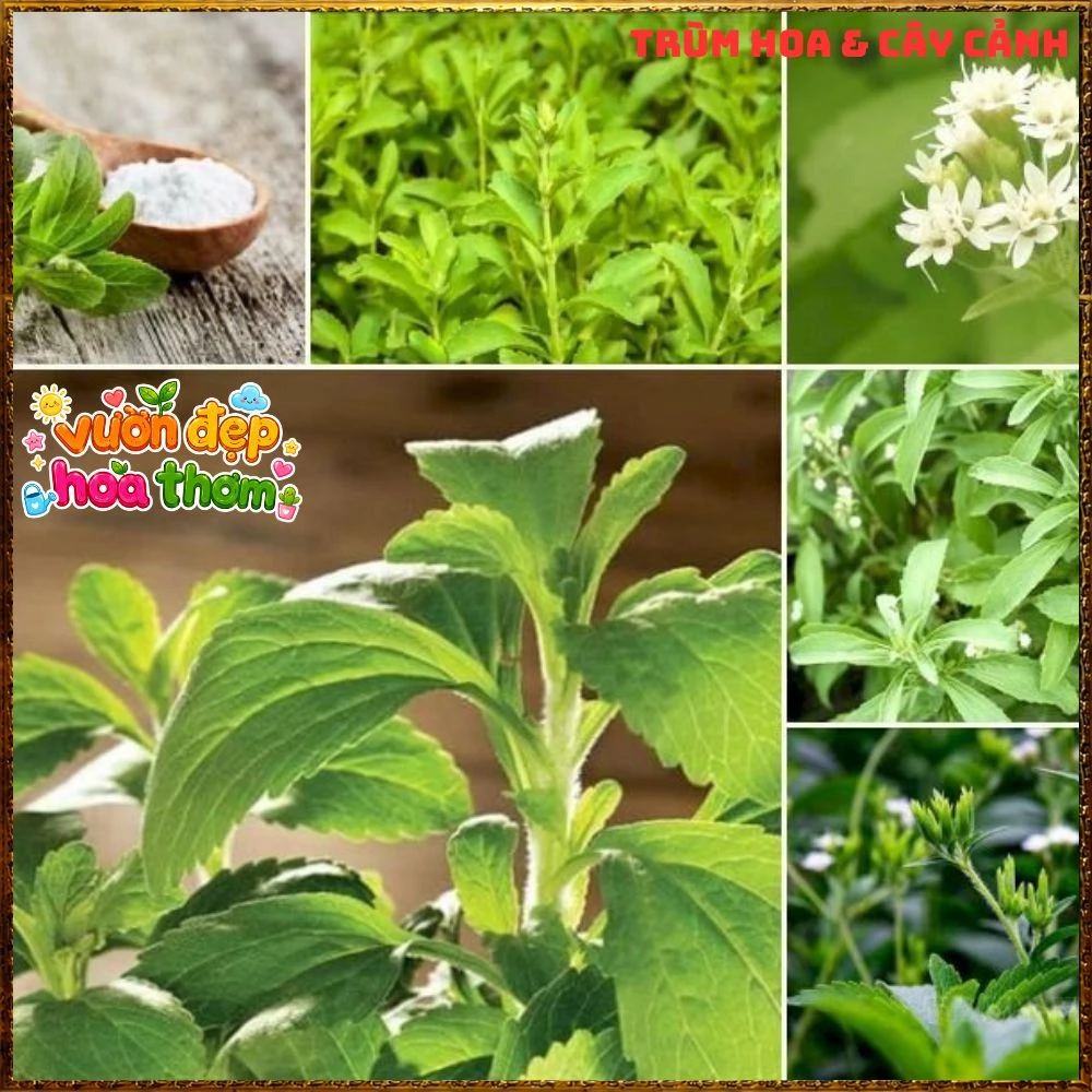 Cây Cỏ Ngọt Tạo Vị Ngọt Tự Nhiên Nhiều Công Dụng - Ảnh 6