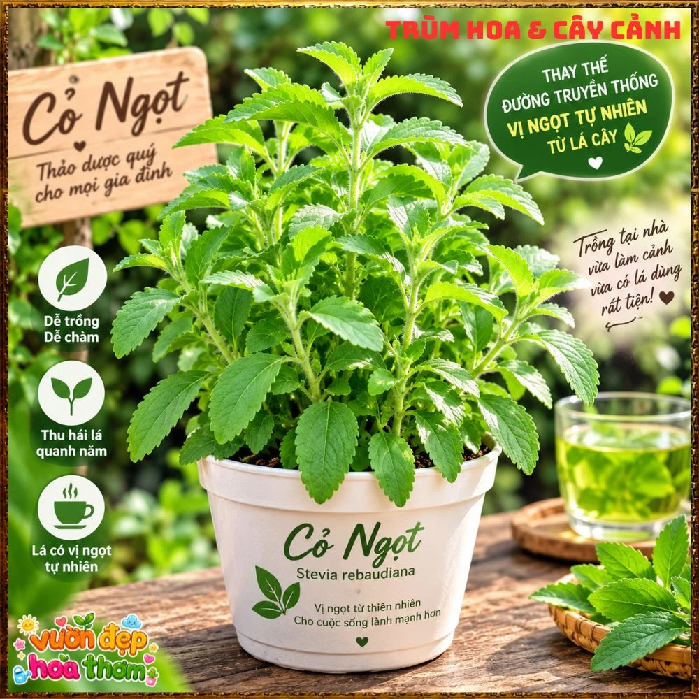 Cây Cỏ Ngọt Tạo Vị Ngọt Tự Nhiên Nhiều Công Dụng