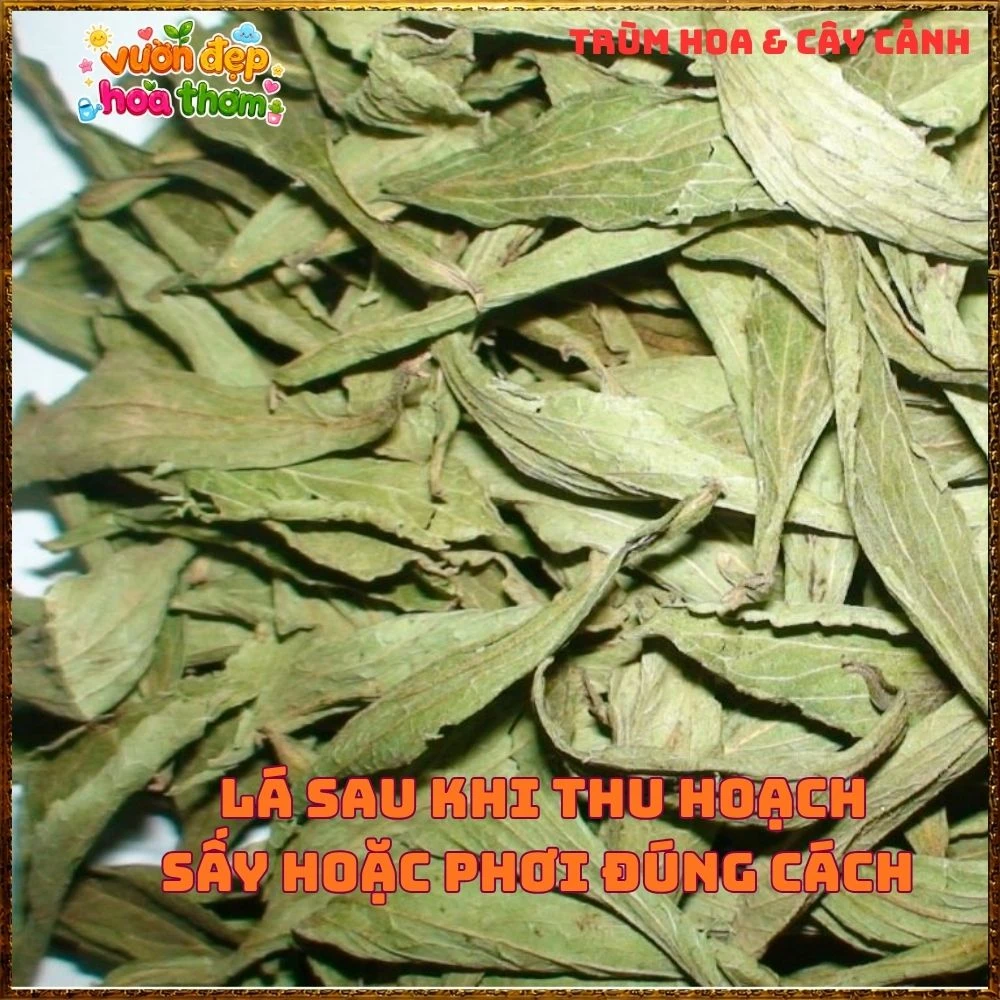 Cây Cỏ Ngọt Tạo Vị Ngọt Tự Nhiên Nhiều Công Dụng - Ảnh 8