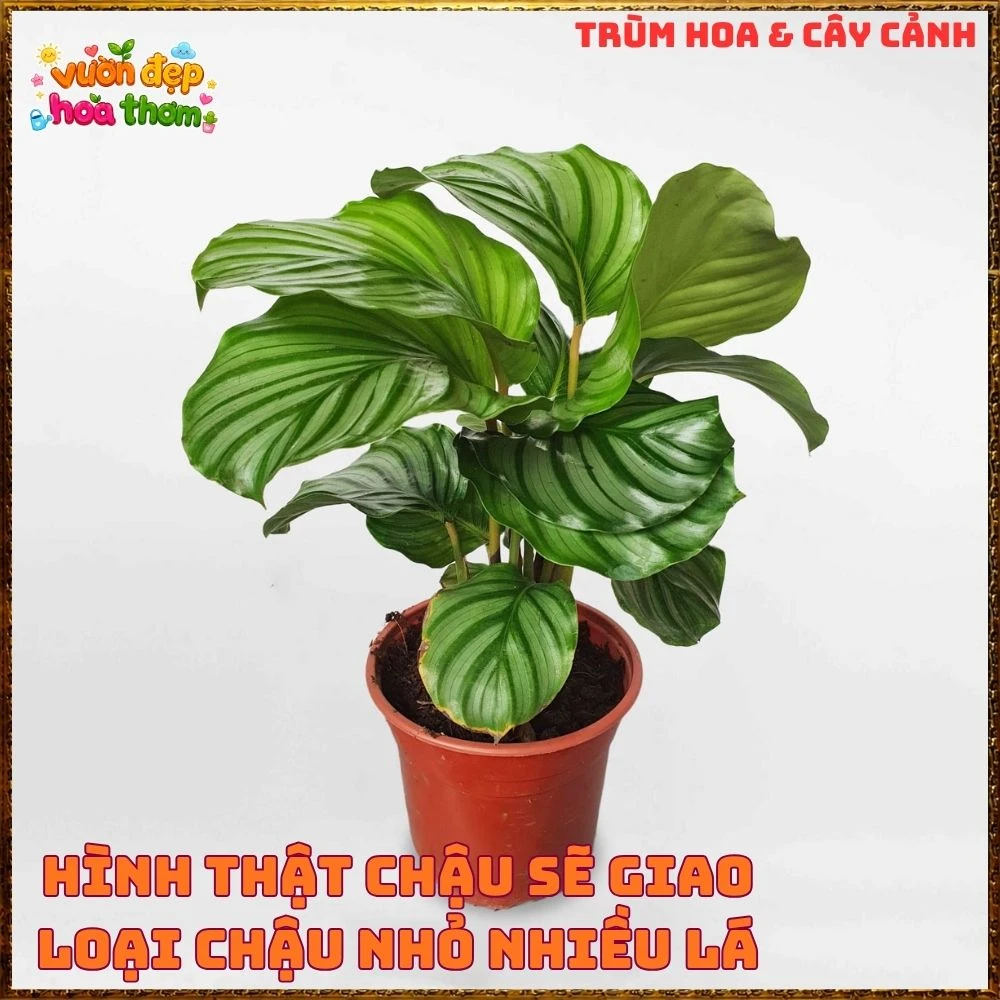 ĐUÔI CÔNG TÁO LÁ TO ẤN TƯỢNG, SANG TRỌNG TỪNG CHIẾC LÁ - Ảnh 12