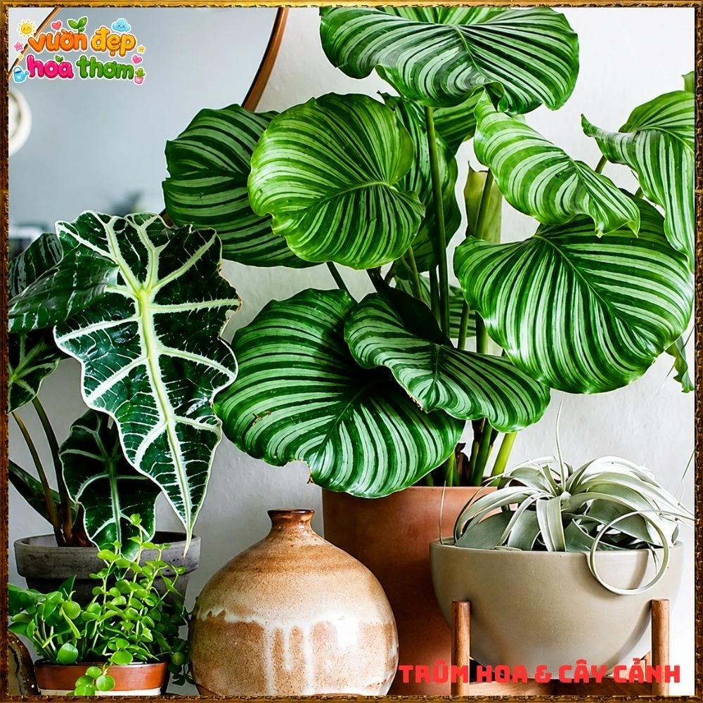 ĐUÔI CÔNG TÁO LÁ TO ẤN TƯỢNG, SANG TRỌNG TỪNG CHIẾC LÁ - Ảnh 13