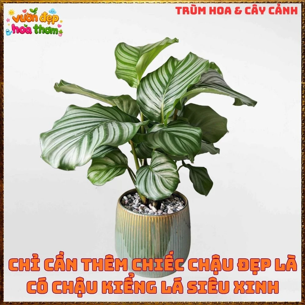 ĐUÔI CÔNG TÁO LÁ TO ẤN TƯỢNG, SANG TRỌNG TỪNG CHIẾC LÁ - Ảnh 14
