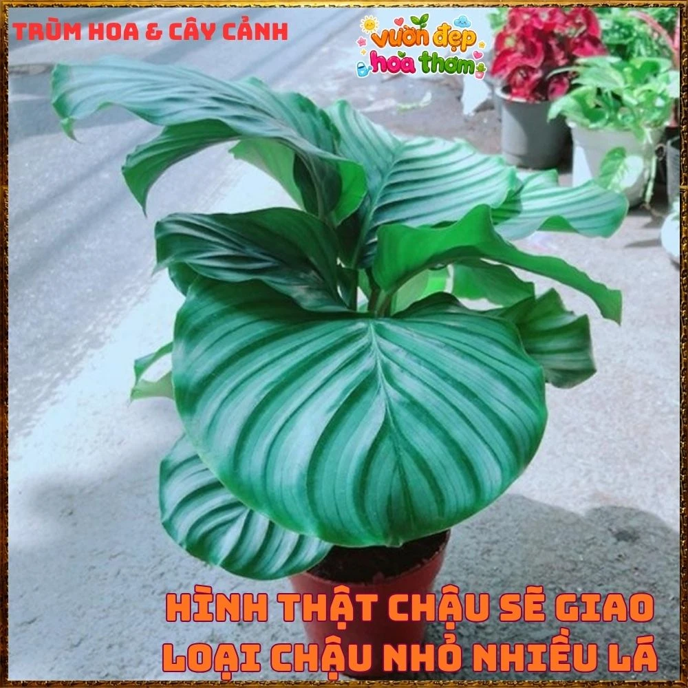 ĐUÔI CÔNG TÁO LÁ TO ẤN TƯỢNG, SANG TRỌNG TỪNG CHIẾC LÁ - Ảnh 15