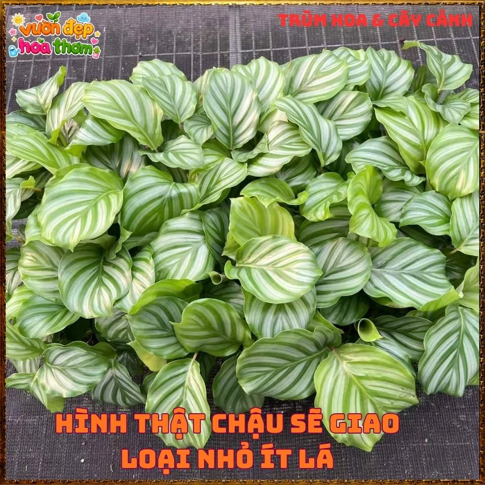 ĐUÔI CÔNG TÁO LÁ TO ẤN TƯỢNG, SANG TRỌNG TỪNG CHIẾC LÁ - Ảnh 16