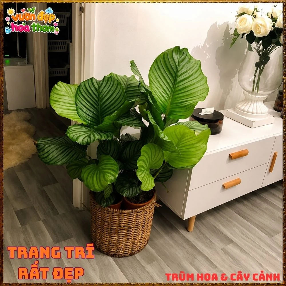 ĐUÔI CÔNG TÁO LÁ TO ẤN TƯỢNG, SANG TRỌNG TỪNG CHIẾC LÁ - Ảnh 17