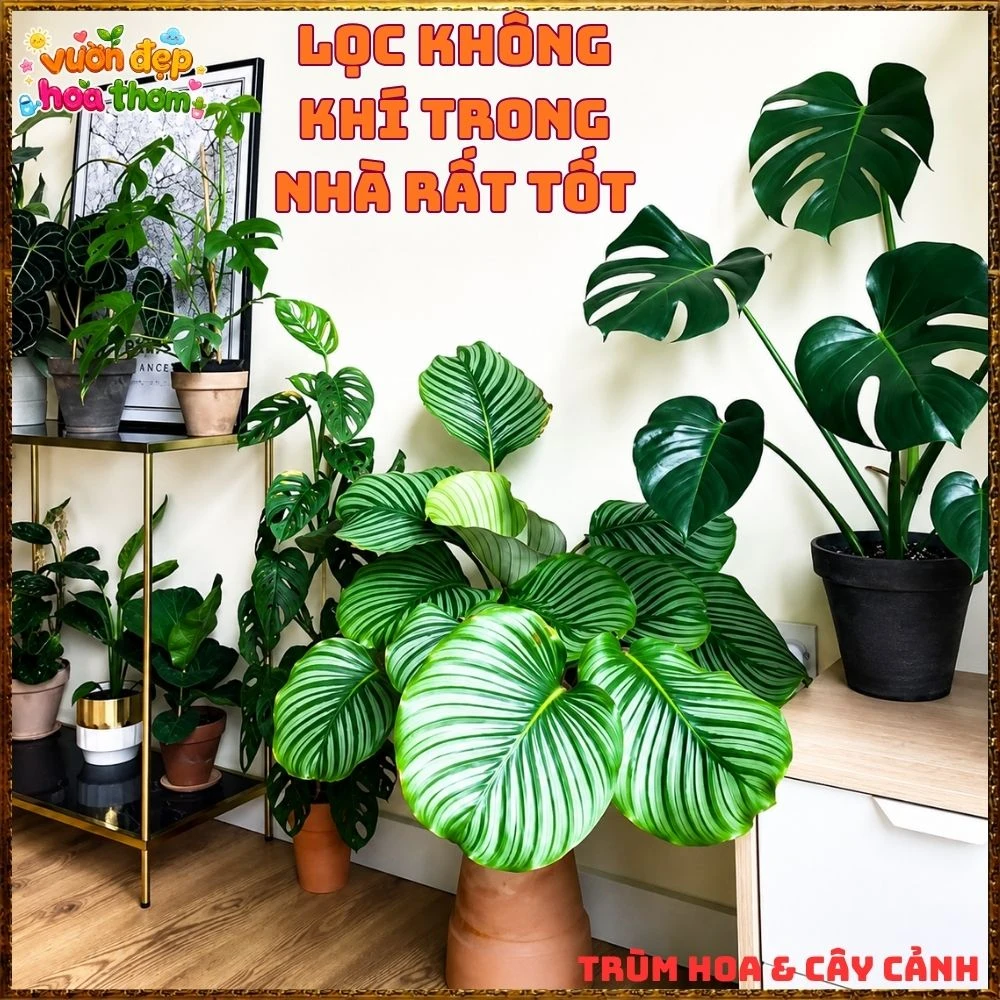 ĐUÔI CÔNG TÁO LÁ TO ẤN TƯỢNG, SANG TRỌNG TỪNG CHIẾC LÁ - Ảnh 18