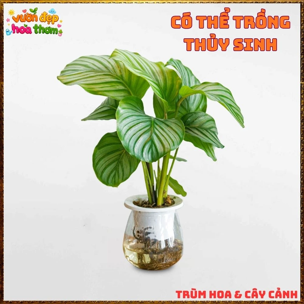 ĐUÔI CÔNG TÁO LÁ TO ẤN TƯỢNG, SANG TRỌNG TỪNG CHIẾC LÁ - Ảnh 19