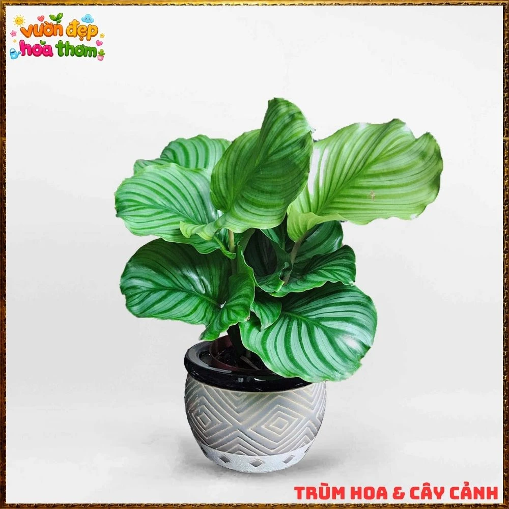 ĐUÔI CÔNG TÁO LÁ TO ẤN TƯỢNG, SANG TRỌNG TỪNG CHIẾC LÁ - Ảnh 20