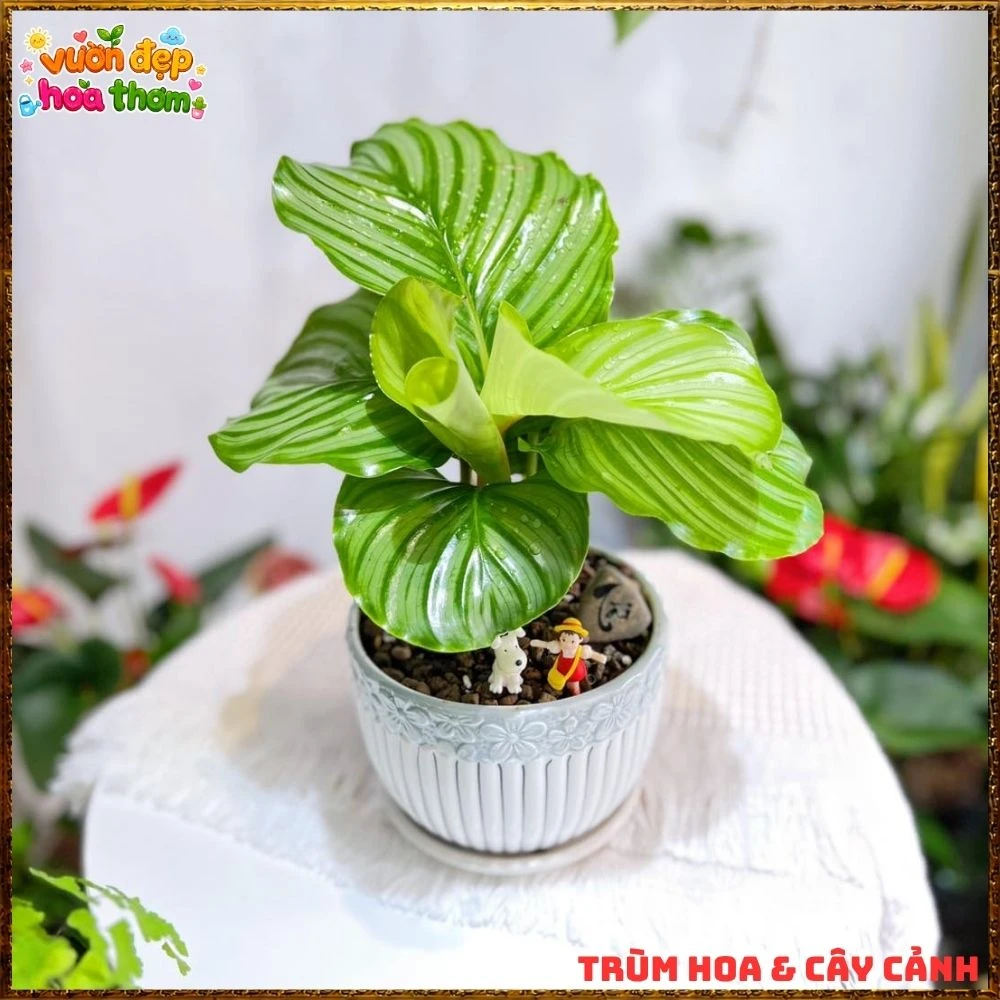 ĐUÔI CÔNG TÁO LÁ TO ẤN TƯỢNG, SANG TRỌNG TỪNG CHIẾC LÁ - Ảnh 4
