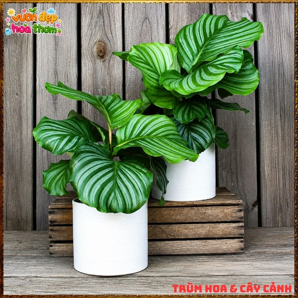 ĐUÔI CÔNG TÁO LÁ TO ẤN TƯỢNG, SANG TRỌNG TỪNG CHIẾC LÁ - Ảnh 5