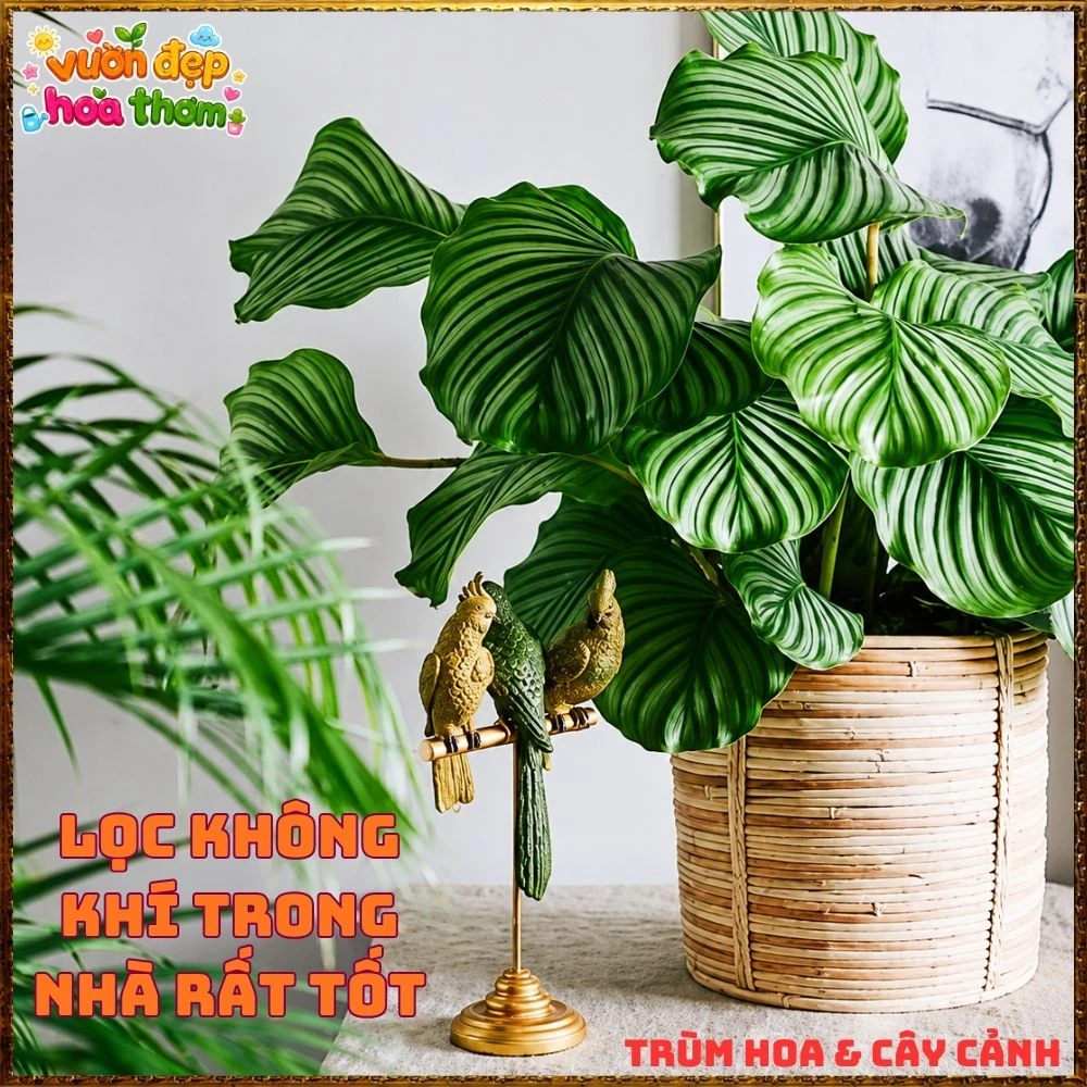 ĐUÔI CÔNG TÁO LÁ TO ẤN TƯỢNG, SANG TRỌNG TỪNG CHIẾC LÁ - Ảnh 7
