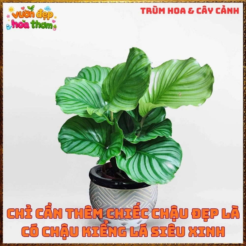 ĐUÔI CÔNG TÁO LÁ TO ẤN TƯỢNG, SANG TRỌNG TỪNG CHIẾC LÁ - Ảnh 8