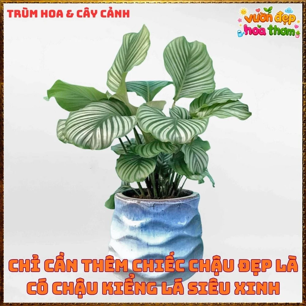 ĐUÔI CÔNG TÁO LÁ TO ẤN TƯỢNG, SANG TRỌNG TỪNG CHIẾC LÁ - Ảnh 9