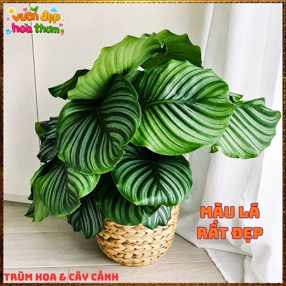 ĐUÔI CÔNG TÁO LÁ TO ẤN TƯỢNG, SANG TRỌNG TỪNG CHIẾC LÁ - Ảnh 10