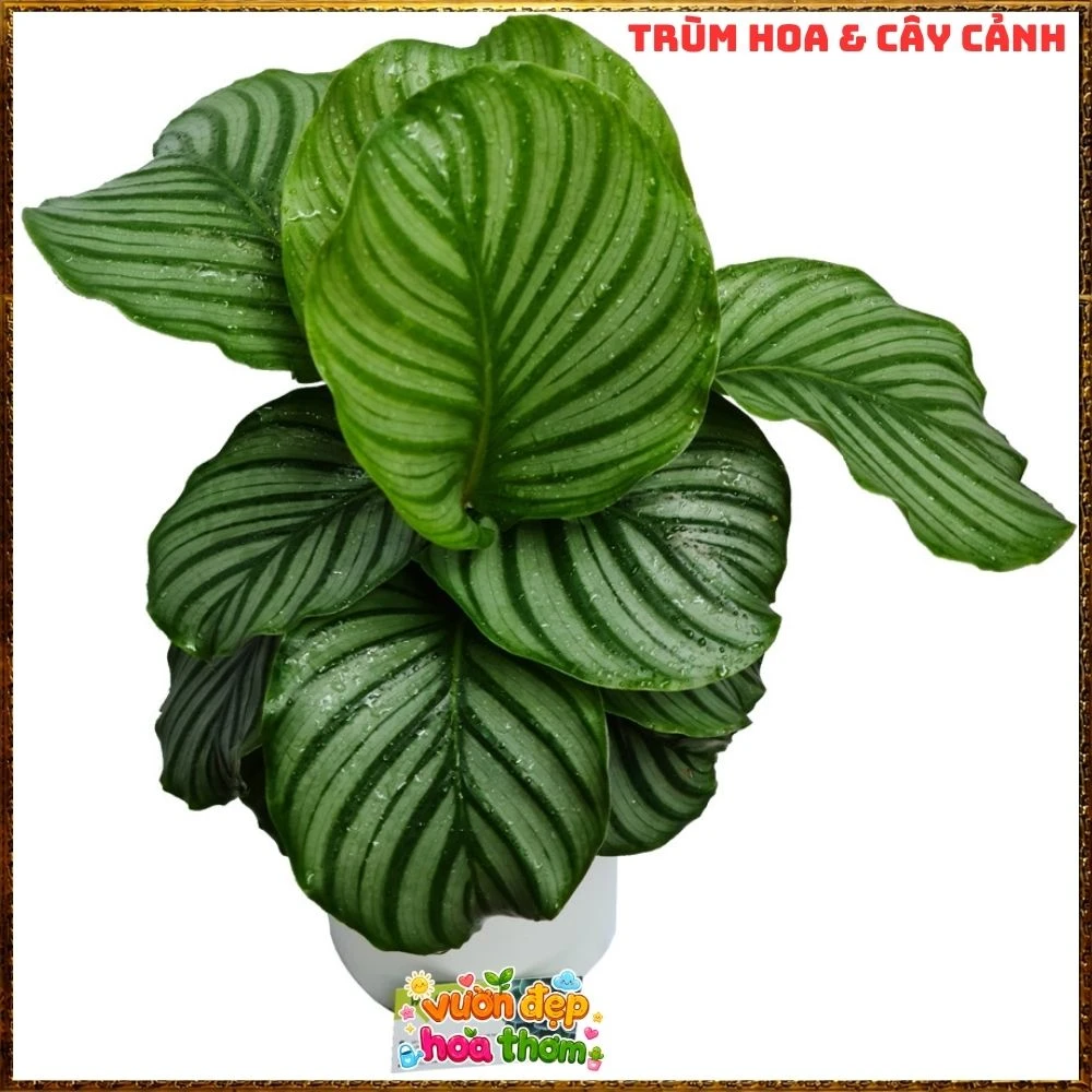 ĐUÔI CÔNG TÁO LÁ TO ẤN TƯỢNG, SANG TRỌNG TỪNG CHIẾC LÁ - Ảnh 11
