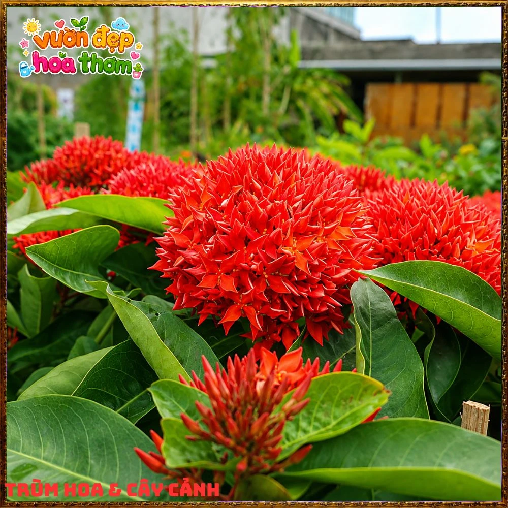 Chậu Hoa Trang Mỹ Đỏ - Ảnh 13