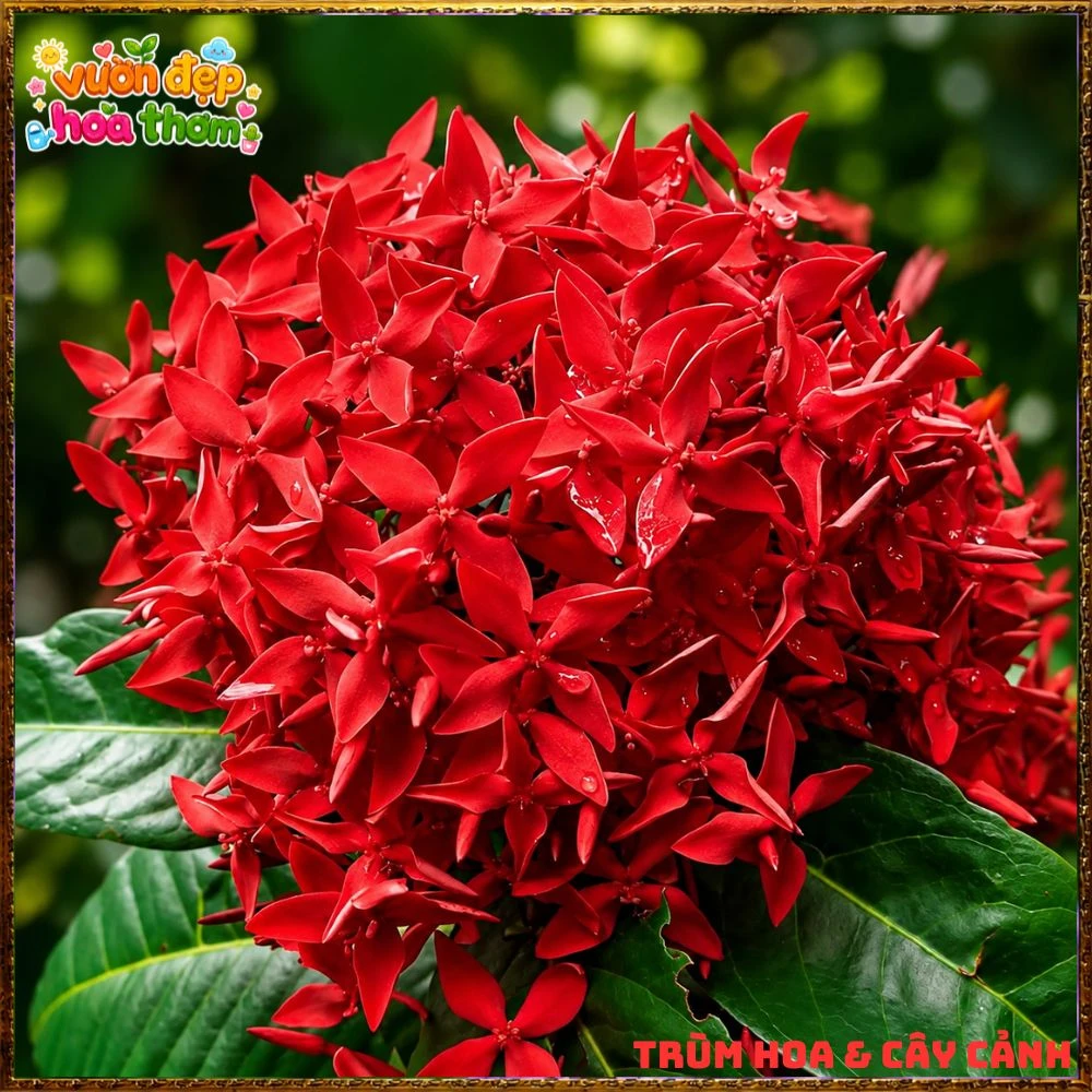 Chậu Hoa Trang Mỹ Đỏ - Ảnh 15