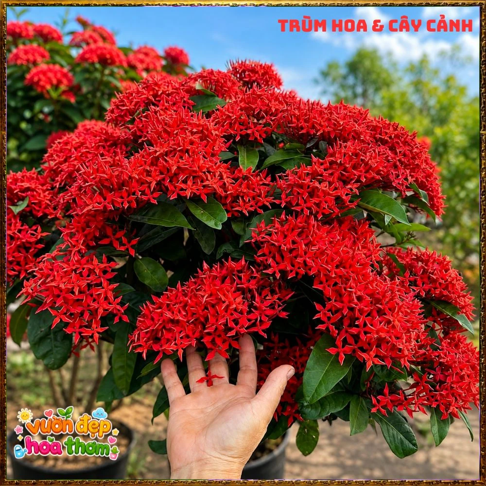 Chậu Hoa Trang Mỹ Đỏ - Ảnh 16