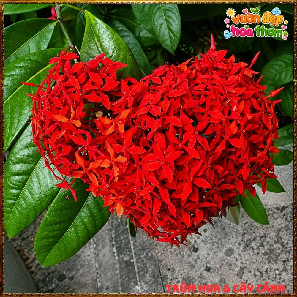 Chậu Hoa Trang Mỹ Đỏ - Ảnh 17