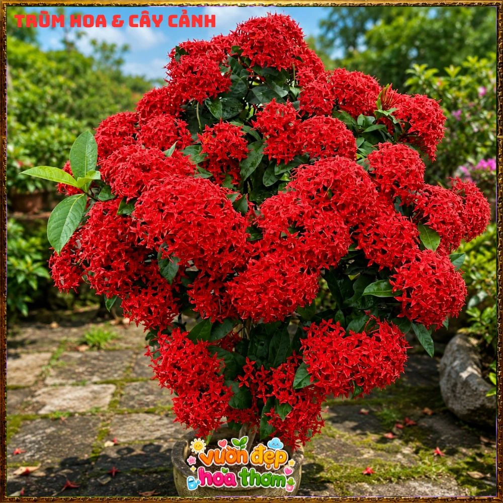 Chậu Hoa Trang Mỹ Đỏ - Ảnh 20
