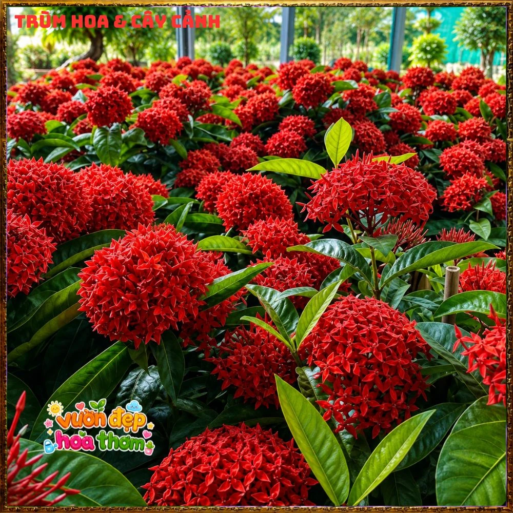 Chậu Hoa Trang Mỹ Đỏ - Ảnh 5