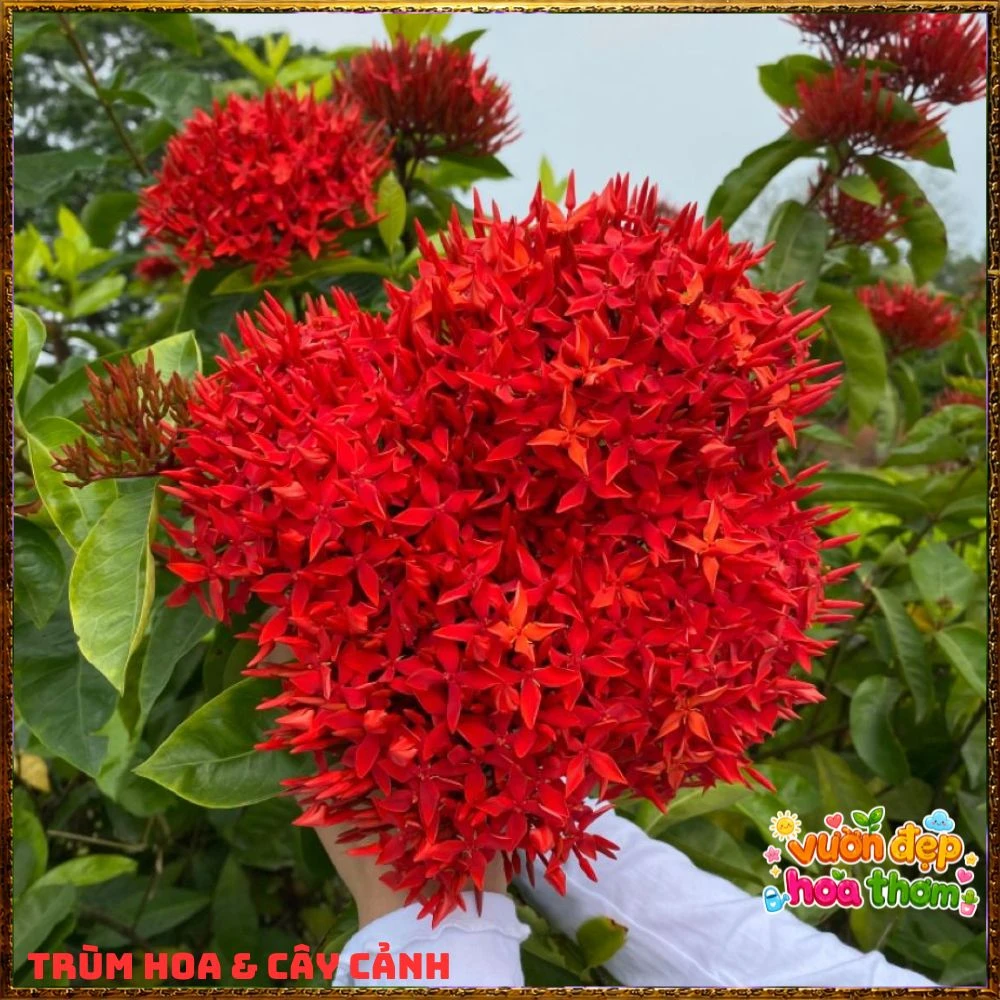 Chậu Hoa Trang Mỹ Đỏ - Ảnh 7