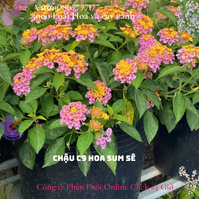Chậu hoa ngũ sắc HỒNG VÀNG lá nhỏ giống bụi siêu xinh - Ảnh 9