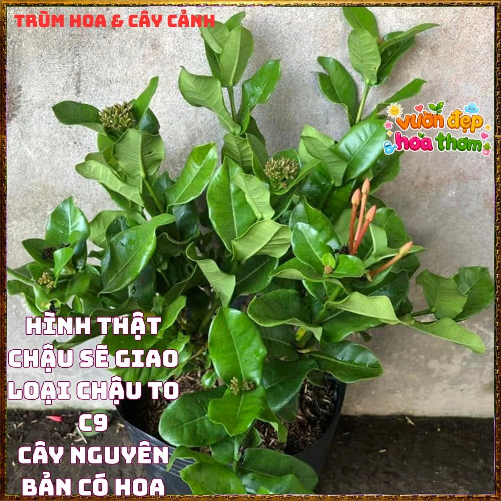 Chậu Hoa Trang Phụng Hoàng Lửa Đỏ Rực - Ảnh 9