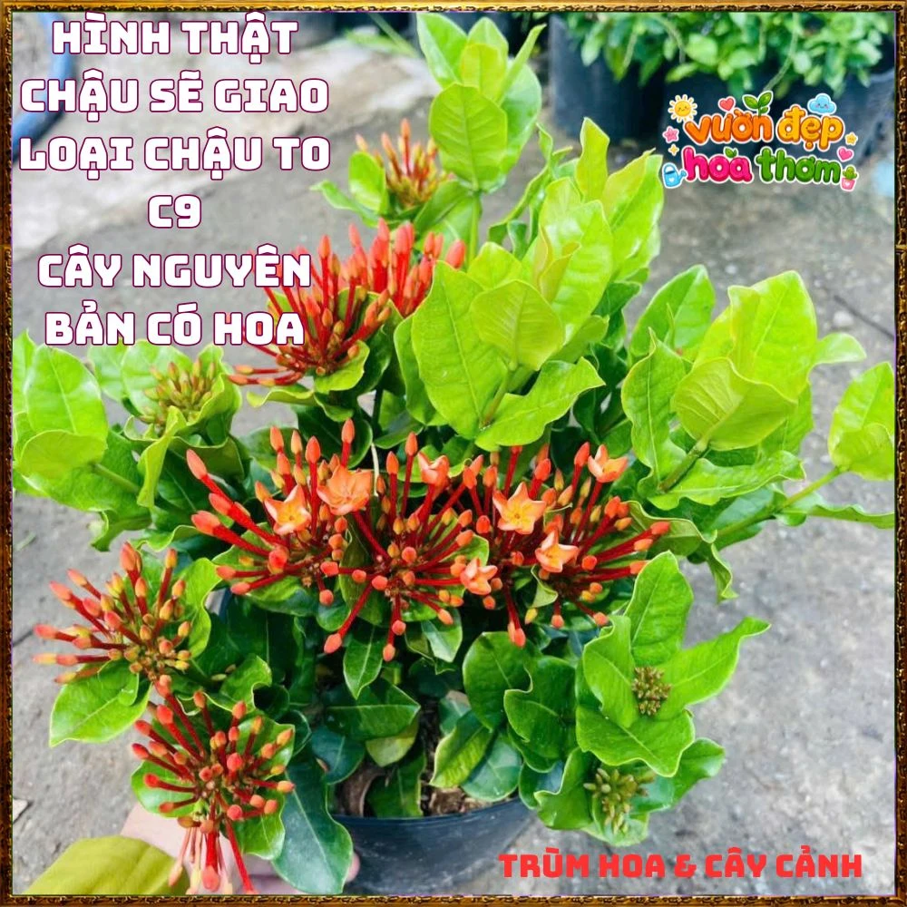 Chậu Hoa Trang Phụng Hoàng Lửa Đỏ Rực - Ảnh 10